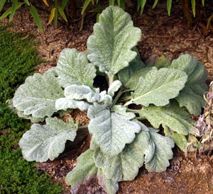 A young specimen of silver sage.