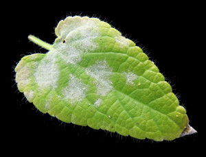 Scarlet sage is susceptible to powdery mildew.