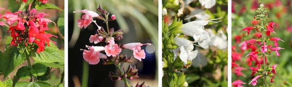 Common cultivars of Salvia coccinea include Lady in Red (L), Coral Nymph (LC), Snow Nymph (RC) and Summer Jewel Red (R).