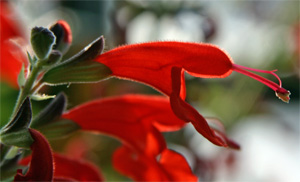 Like other plants in the mint family, scarlet sage flowers have a colorful corolla emerging from the calyx.