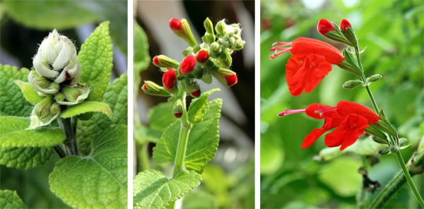 Salvia coccinea flower spike developing (L), flowers starting to develop (C), and flowers blooming (R).