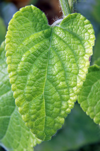 The medium green leaves are slightly hairy and have a scalloped edge.