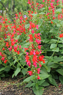 Scarlet sage has an upright to vase-shaped habit.