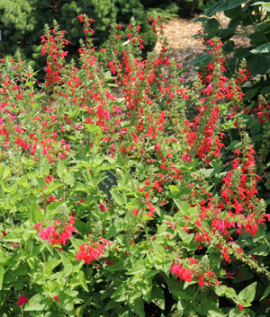 Scarlet sage is a perennial usually grown as an annual in cooler climates.
