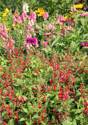 Salvia coccinea likes full sun.