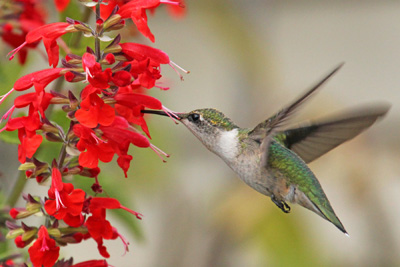 Salvia coccinea is highly attractive to hummingbirds.