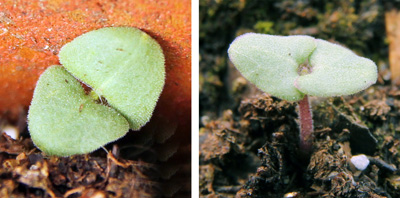 Seedlings of Salvia coccinea viewed from above (L) and the side (R).