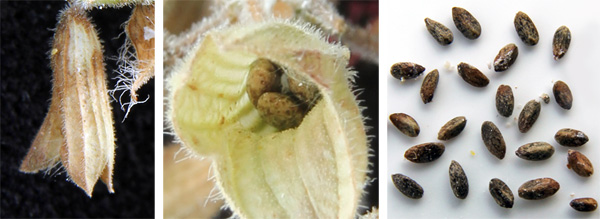 The small, dark-colored seeds (R) remain within the dried calyx (L and C) until they are removed by birds or shaken loose.
