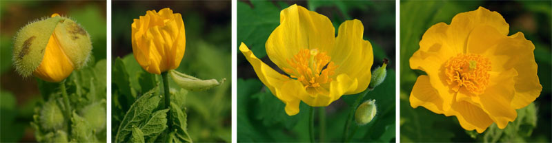 The flowers of celandine poppy are yellow to yellow-orange, with lots of stamens in the center.