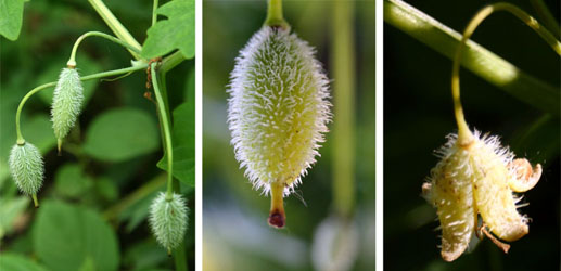 The fuzzy-looking fruits of Stylophorum diphyllum.