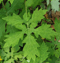 Stylophorum diphyllum has pinnate, lobed leaves.