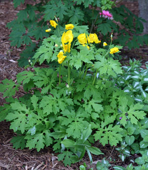 Celandine poppy, Stylophorum diphyllum