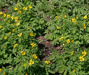 Celandine poppy self seeds.