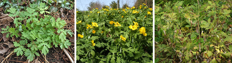 Stylophorum diphyllum plants in early spring growth (L), peak bloom (C), and declining in summer drought (R).