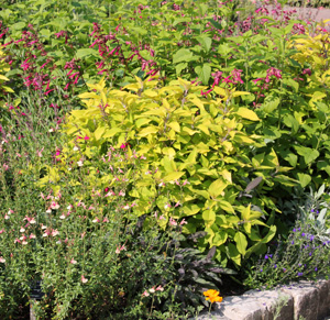 Pineapple sage is often grown for its vibrant foliage rather than the flowers.