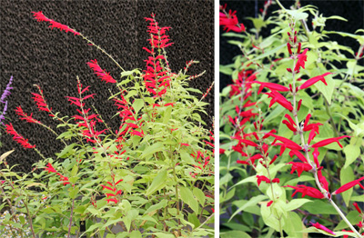 Pineapple sage blooms late in the season, so flowers often do not appear before the first frost in the Midwest.