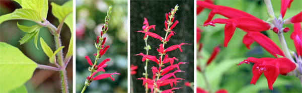 The flowers of pineapple sage start in a recurved inflorescence (L) that straigtens up and flowers bloom sequentially from the bottom up (LC). The flowers are produced in whorls (RC) and each flower has a hood-like upper lip and a spreading lower lip typical of salvias (R). 