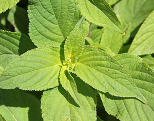 Pineapple sage leaves have a fuzzy appearance.