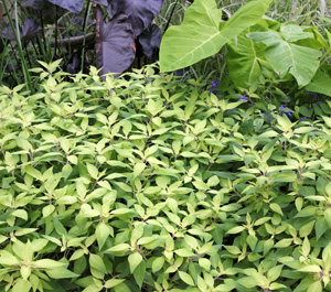 Pineapple sage, Salvia elegans