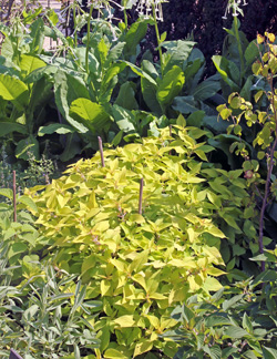 Grow pineapple sage in full sun.