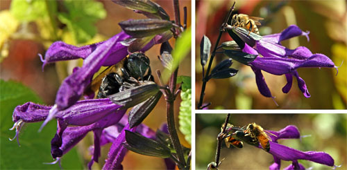 The flowers are produced on spikes up to 10