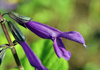 A flower of Salvia guaranitica.