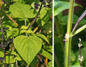 The pointed oval leaves are borne on square stems, a characteristic of the mint family.