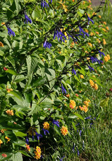 Blue anise sage adds interesting color to many annual plantings.