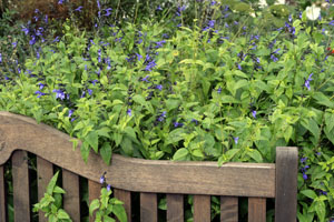 Blue anise sage is a bushy subshrub.