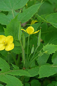 Wildflower Name Garland – Alé and Poppy