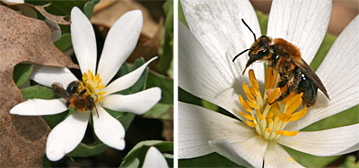 Bloodroot is cross-pollinated by bees and other insexts, but will self pollinate if not visited by insects.
