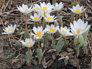 Bloodroot blooming in early spring.