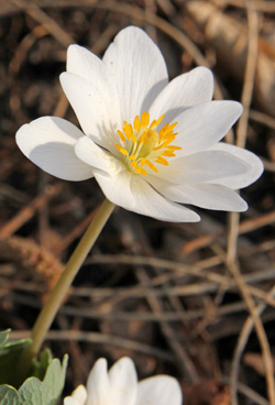 Bloodroot for gardens should not be collected from the wild.