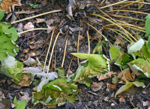 Bloodroot leaves decline as the plant goes dormant.