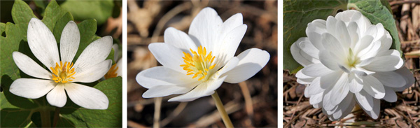 Bloodroot flowers are variable, usually with 8 petals (L). Some flowers may have 12-16 petals (C), while double forms, such as Multiplex (R) have modified stamens that look like petals.