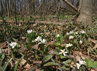 Bloodroot and trout lilies in a woodland in southern Wisconsin.