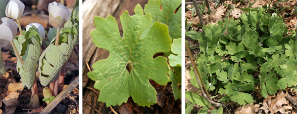 The leaves are wrapped around the flower stem when they first emerge (L), and unfurls as the plants bloom (C) to reach their full size after flowering (R).