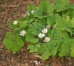 Bloodroot in late bloom.