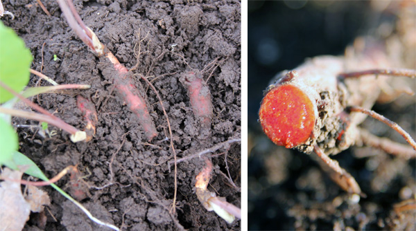 Sap (R) from the red to orange-colored rhizomes (L) gives rise to the common name of bloodroot.