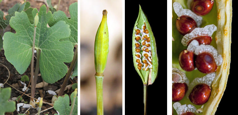 Elongated seed pods are produced (L and LC) which are filled with reddish seeds (RC) that each have a fleshy elaisome (R) that is attractive to ants.