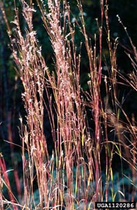 Fall color. Photo by James H. Miller, USDA Forest Service, 