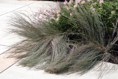 Little bluestem is prone to lodging on rich soils.