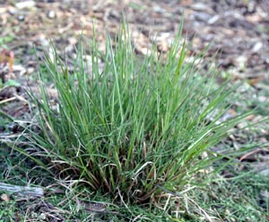 Little bluestem clump beginning to grow in spring.