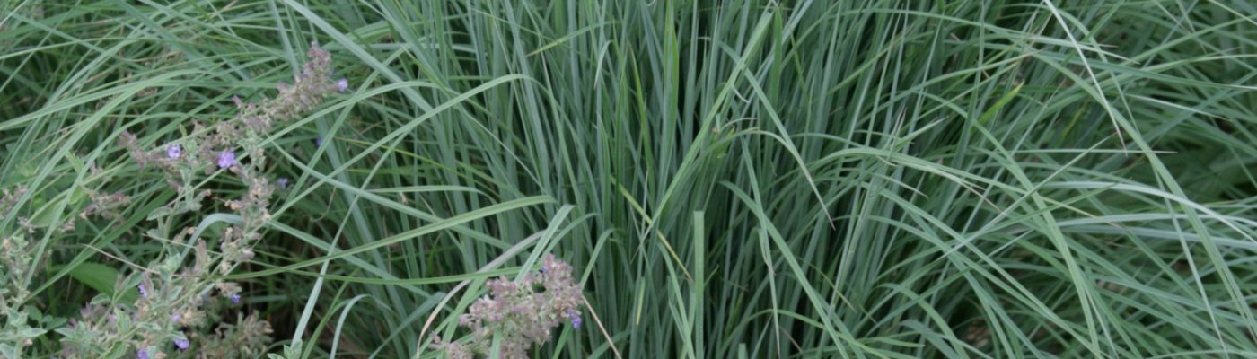 A small clump of little bluestem