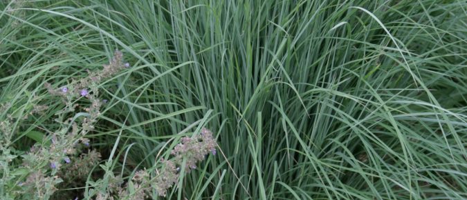 Little Bluestem, Schizachyrium scoparium