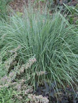 Little bluestem in midsummer.