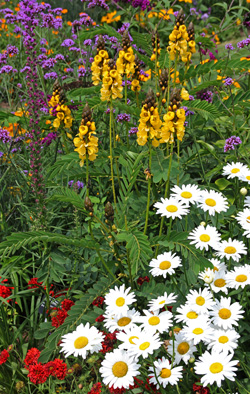 Grow popcorn cassia in full sun in rich, moist soil.