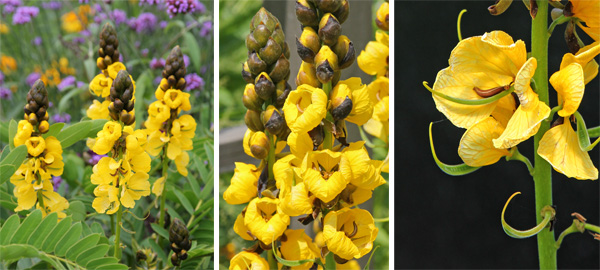 The flowers open from the bottom of the spike upward (L), with the dark buds opening to reveal butter yellow petals (C) and the seed pods developing before the petals fall (R).