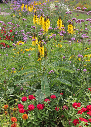 Popcorn cassia in a garden.