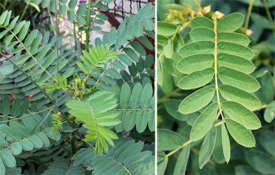 The pinnately compound leaves are bright green.